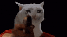 a person is holding a gun in front of a cat .