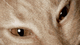 a close up of a cat 's eyes with a white stripe