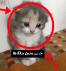 a gray and white kitten is sitting in a red circle with a red arrow pointing to it .