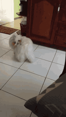 a small white dog standing on a tiled floor in a kitchen