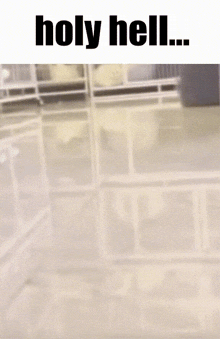 Holy Hell Cat GIF - Holy Hell Cat Sped Up GIFs