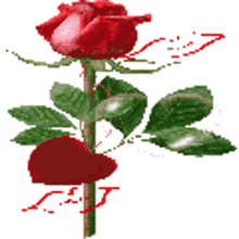 happy day rose red rose heart flower