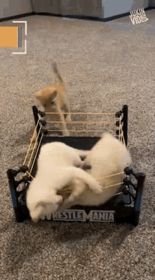 Wrestle Playing GIF - Wrestle Playing Cats GIFs