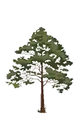 a pixel art drawing of a pine tree with a white background