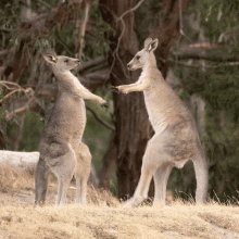 Kangaroo Fight GIF - Kangaroo Fight Battle GIFs
