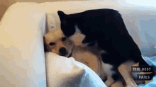 Massage GIF - Cat Dog Massage GIFs