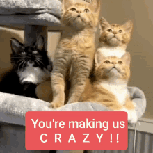 Kittens Crazy GIF - Kittens Crazy Stop GIFs