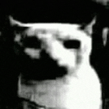 Meme Cat GIF - Meme Cat Stare GIFs