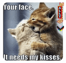 two kittens hugging and kissing with the caption " your face it needs my kisses "