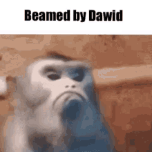 Monkey Dawid Beamed GIF