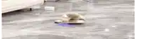 a dog is rolling on its back on a tiled floor .