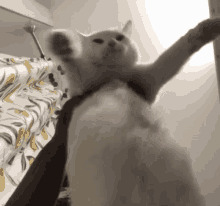 Cat Catbelly GIF - Cat Catbelly Catdance GIFs