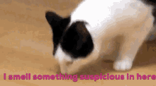 I Smell Something Suspicious Here Cat GIF - I Smell Something Suspicious Here Cat Cute GIFs