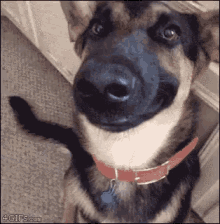 Smiling Dog GIF - Smiling Dog GIFs