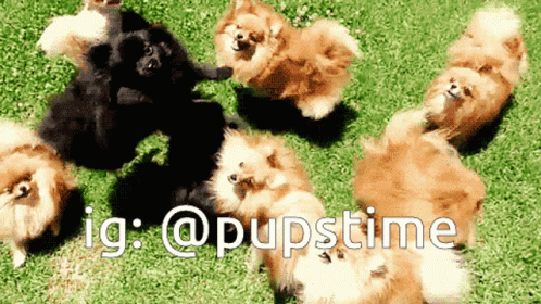 New trending GIF tagged dog cute puppy puppies…