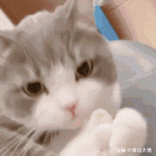 Dimden Cute GIF - Dimden Cute Cat GIFs