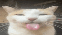 a close up of a cat 's face with its tongue out
