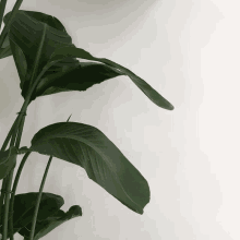 a plant against a white wall with a few leaves missing
