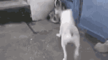 Dogs Dog Fight GIF - Dogs Dog Fight I Surrender GIFs