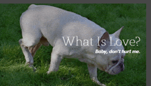 What Is Love GIF - What Is Love GIFs