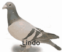 Que Lindo Bird GIF - Que Lindo Bird Pigeon GIFs