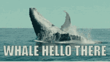 Whale Hello There GIF - Whale Hello There GIFs