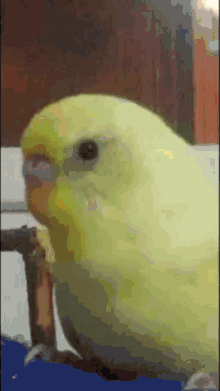 Haddinibil Kuş GIF - Haddinibil Kuş Had Bildiren Kuş GIFs