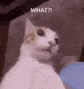 a cat is sitting on a couch and looking at the camera with the words `` what ? '' above it .
