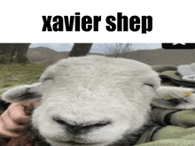 a picture of a sheep with the name xavier sheep on the bottom