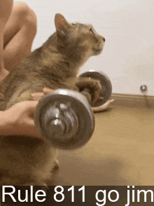 a cat lifting a dumbbell with the words rule 811 go jim written below it