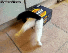 Trapped Trapped GIF - Cat Box Trapped GIFs
