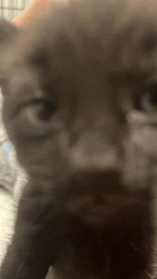 a close up of a cat 's face with its eyes closed