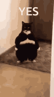 Yes Fat Cat GIF - Yes Fat Cat GIFs