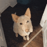 a dog standing in a doorway looking up