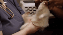 a cat is being examined by a veterinarian and the animal planet logo can be seen