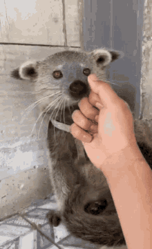 Binturong Cute GIF - Binturong Cute Bearcat GIFs