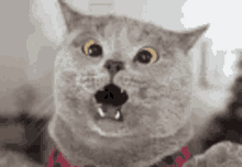 Surprised Cat GIF - Surprised Cat Funny GIFs