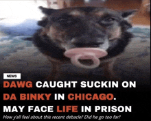 Dog Images Dog Got Caught Suckin On Da Binky GIF - Dog Images Dog Got Caught Suckin On Da Binky GIFs