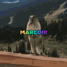 Marco Calling GIF - Marco Calling Marmot GIFs