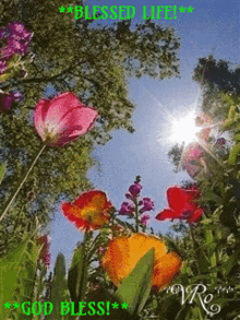 Doves Sun Trees Flowers Blessing Oprah GIF