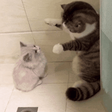 a cat and a kitten are playing with each other on a tiled floor