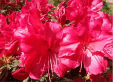 a bunch of red flowers with a green leaf in the background