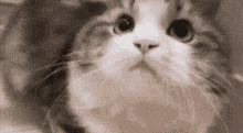 a close up of a cat 's face looking up at the camera in a black and white photo .