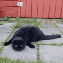 Blackcat GIF - Blackcat Cat GIFs