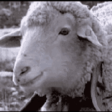 Sheep Deal GIF - Sheep Deal With GIFs