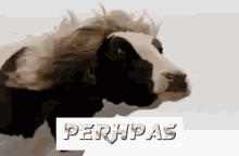 Perhpas Cow Perhaps Cow GIF - Perhpas Cow Perhaps Cow Perhaps Meme GIFs
