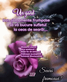 a purple rose is on a greeting card that says seara