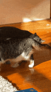 Funny Cat GIF - Funny Cat Butt Sniff GIFs