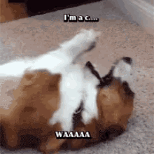 a dog and a cat are playing on the floor and the cat is saying " i 'm a c "