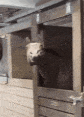 a sheep is sticking its head out of a stable door